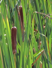 Typha