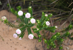 Pimelea ferruginea