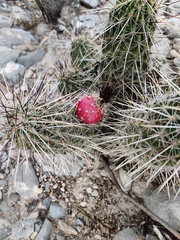 Echinocereus