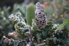 Banksia grandis