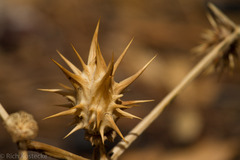 Datura quercifolia