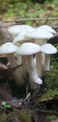 Mycena filopes