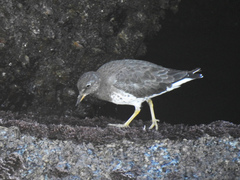 Calidris virgata
