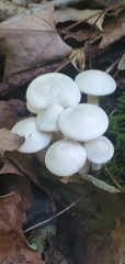 Mycena filopes
