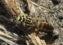 Philanthus multimaculatus
