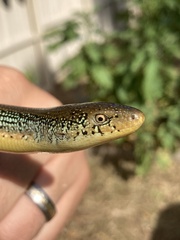 Ophisaurus ventralis