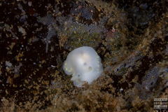 Cadlina laevis