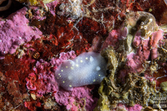 Cadlina laevis