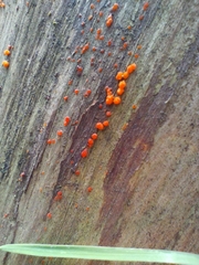 Dacrymyces stillatus