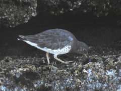 Calidris virgata