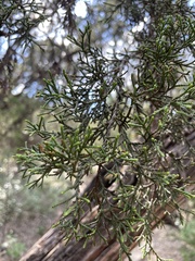 Juniperus