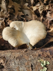 Pleurotus ostreatus