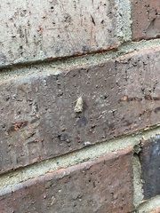 Loxostege allectalis