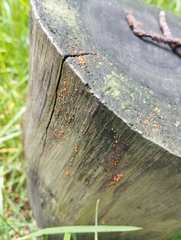 Dacrymyces stillatus