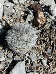 Rapicactus beguinii