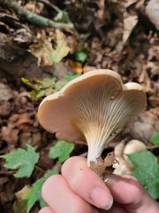 Pleurotus ostreatus