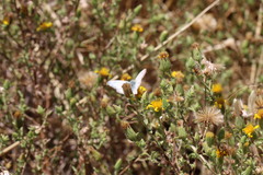 Heliopetes ericetorum