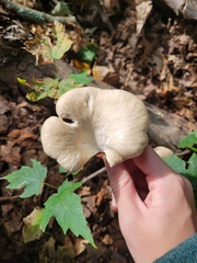 Pleurotus ostreatus