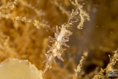 Eubranchus rupium