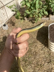 Ophisaurus ventralis