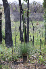 Xanthorrhoea preissii