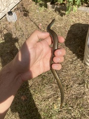 Ophisaurus ventralis