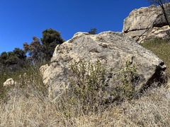 Malacothamnus lucianus