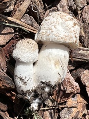 Leucoagaricus barssii
