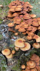 Kuehneromyces mutabilis