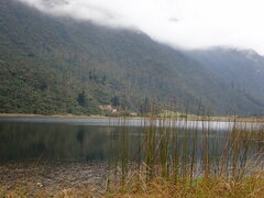 Schoenoplectus californicus