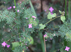 Boronia gracilipes