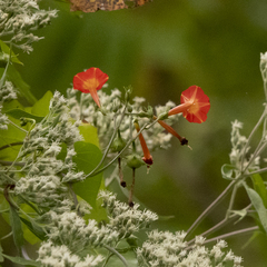 Ipomoea coccinea