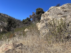 Malacothamnus lucianus