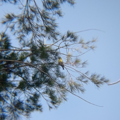 Spinus barbatus