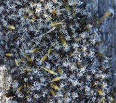 Racomitrium