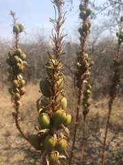Aloe pienaarii