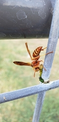 Polistes bellicosus