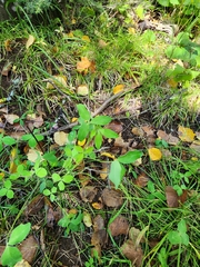 Trifolium hybridum