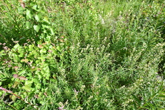 Galium boreale