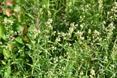 Galium boreale