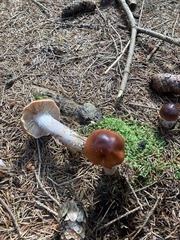 Cortinarius collinitus