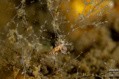 Eubranchus scintillans