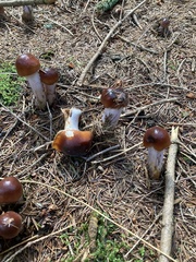 Cortinarius collinitus