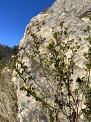 Malacothamnus lucianus