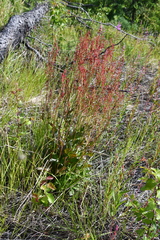 Rumex acetosa