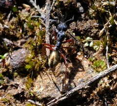 Camponotus suffusus bendigensis