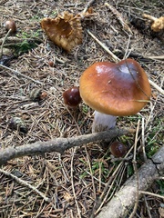 Cortinarius collinitus
