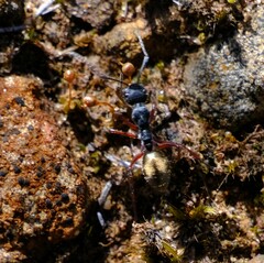 Camponotus suffusus bendigensis