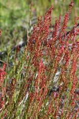 Rumex acetosa