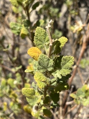 Malacothamnus lucianus